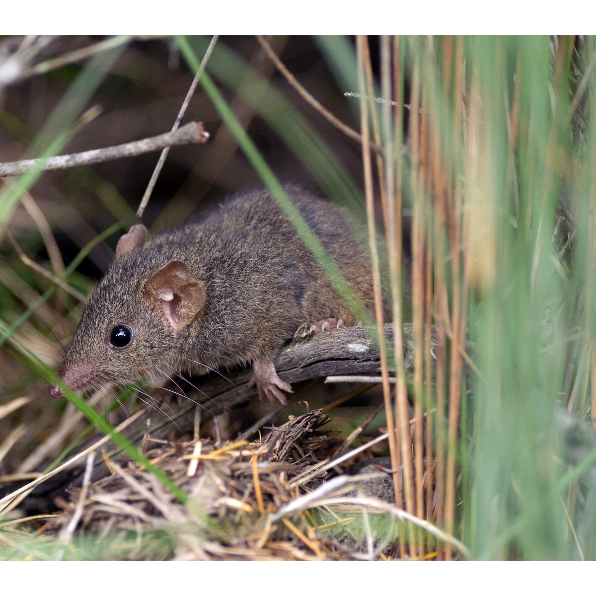 Agile Antechinus (Antechinus agilis) Фото №2
