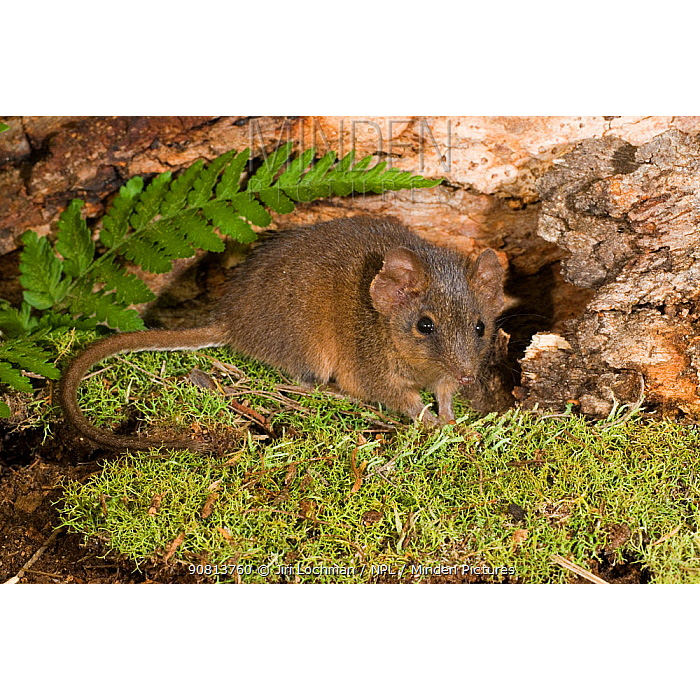 Agile Antechinus (Antechinus agilis) Фото №3