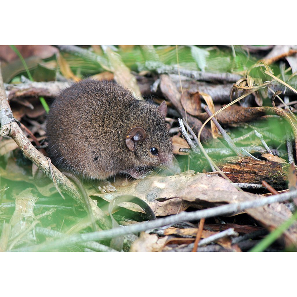 Agile Antechinus (Antechinus agilis) Фото №4