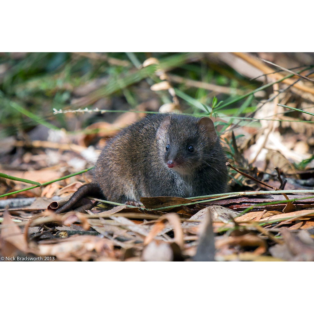 Agile Antechinus (Antechinus agilis) Фото №5
