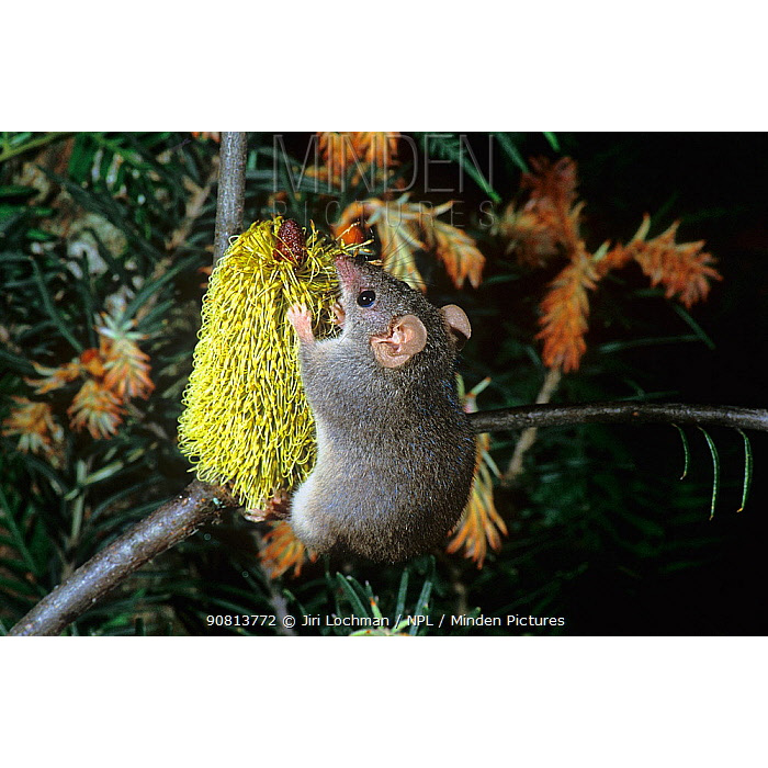 Agile Antechinus (Antechinus agilis) Фото №6