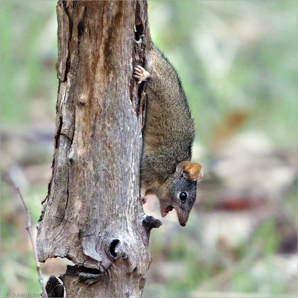 Agile Antechinus (Antechinus agilis) Фото №7