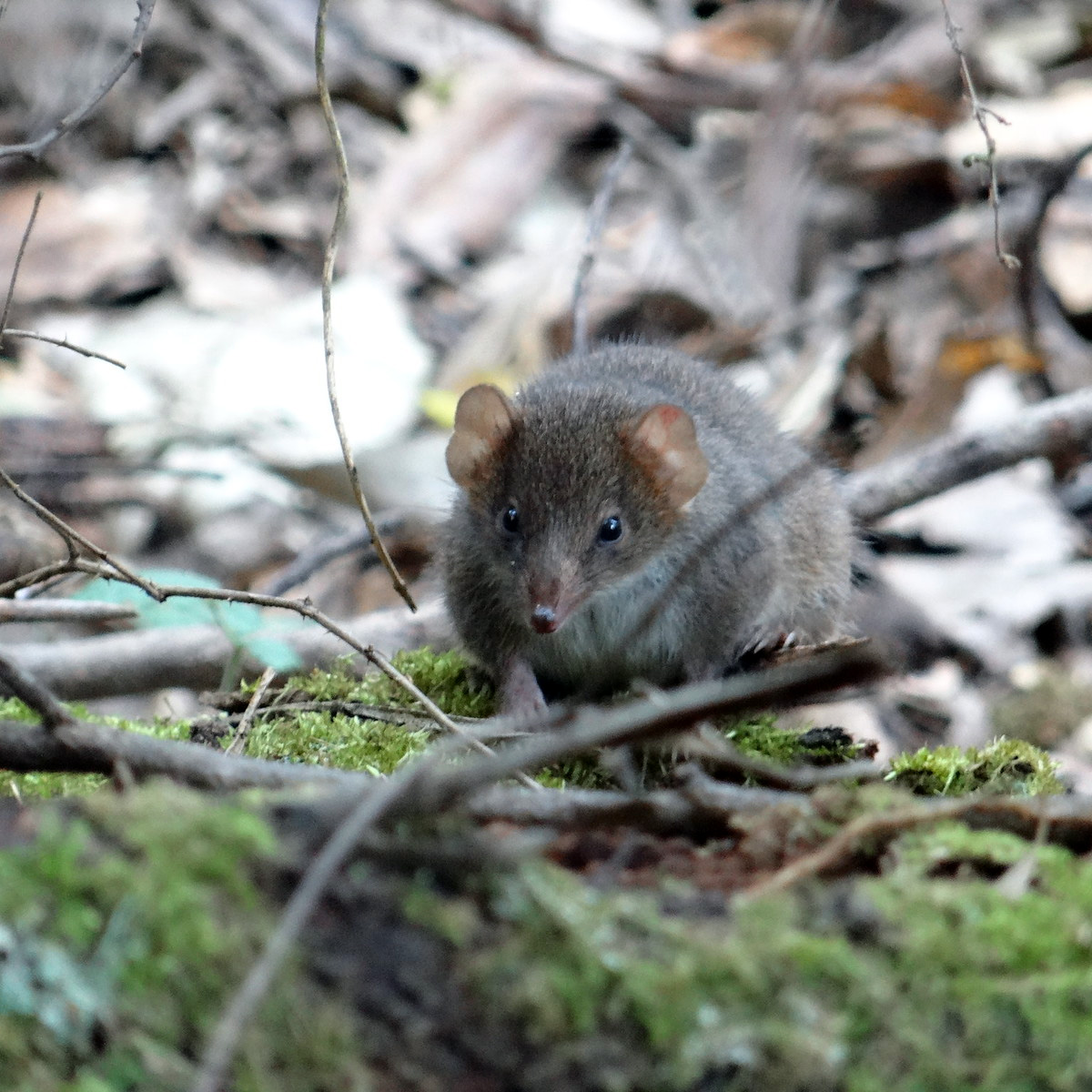 Agile Antechinus (Antechinus agilis) Фото №8