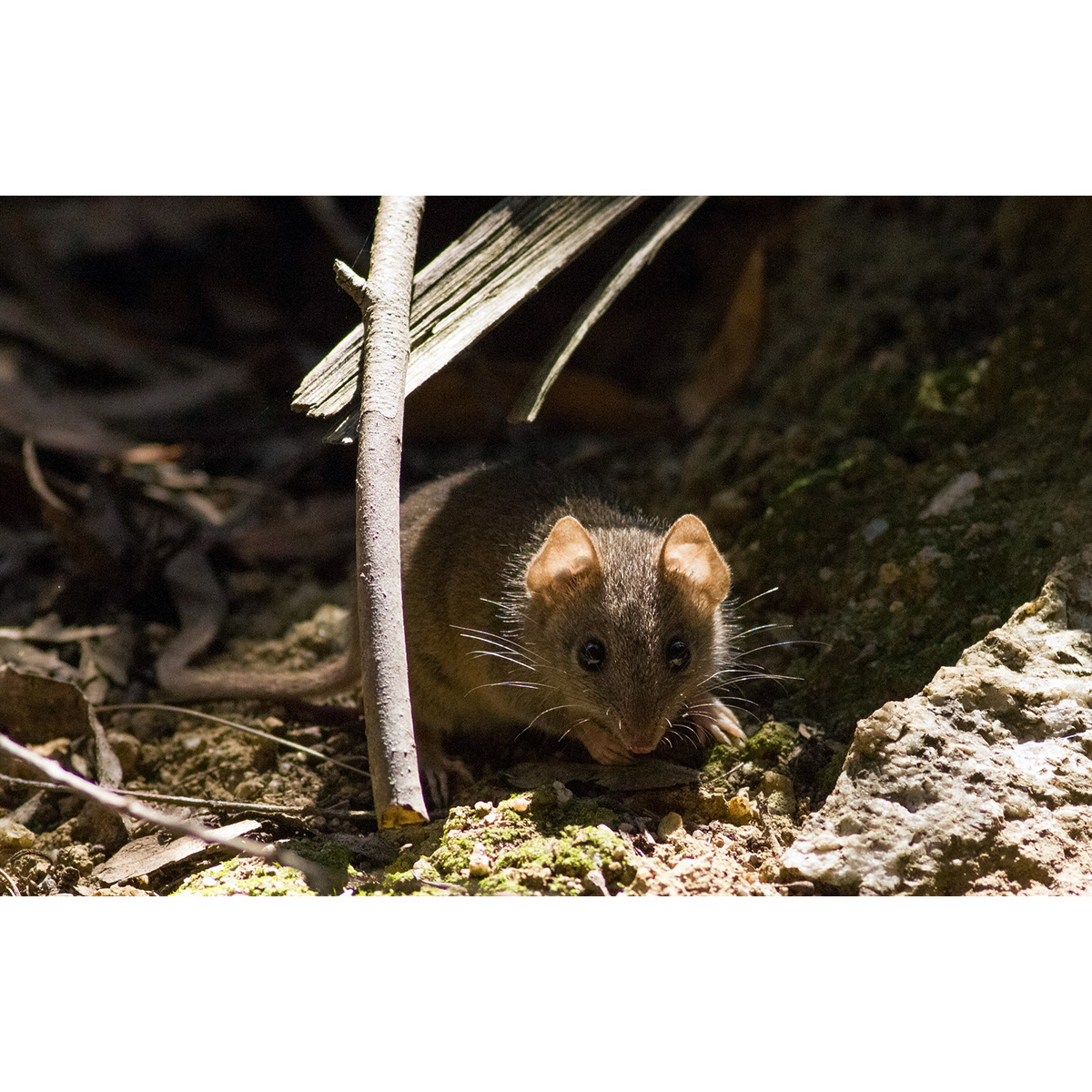 Agile Antechinus (Antechinus agilis) Фото №9