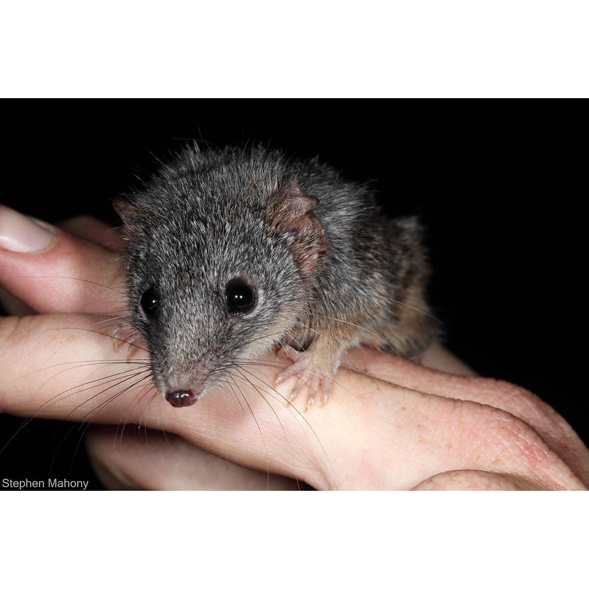 Silver-headed Antechinus (Antechinus argentus) Фото №2