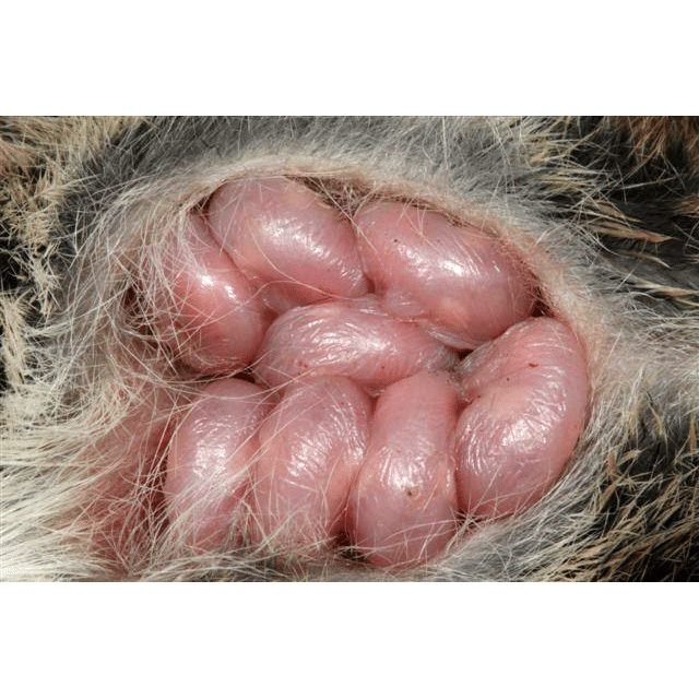 Silver-headed Antechinus (Antechinus argentus) Фото №3