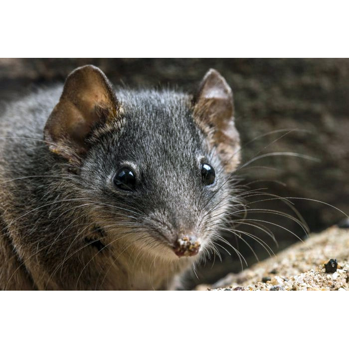 Silver-headed Antechinus (Antechinus argentus) Фото №4
