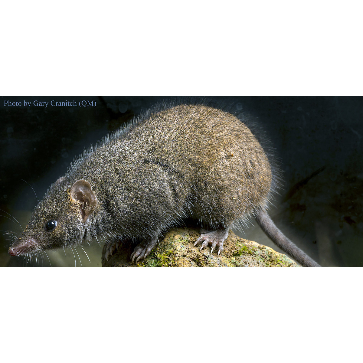 Black-tailed Antechinus (Antechinus arktos) Фото №2