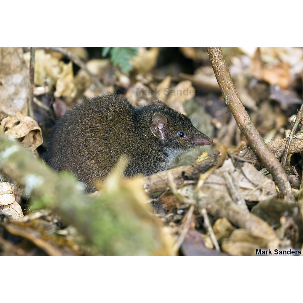 Black-tailed Antechinus (Antechinus arktos) Фото №3