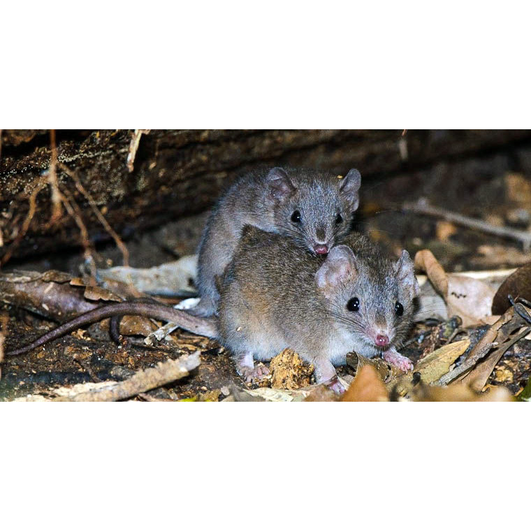 Black-tailed Antechinus (Antechinus arktos) Фото №5