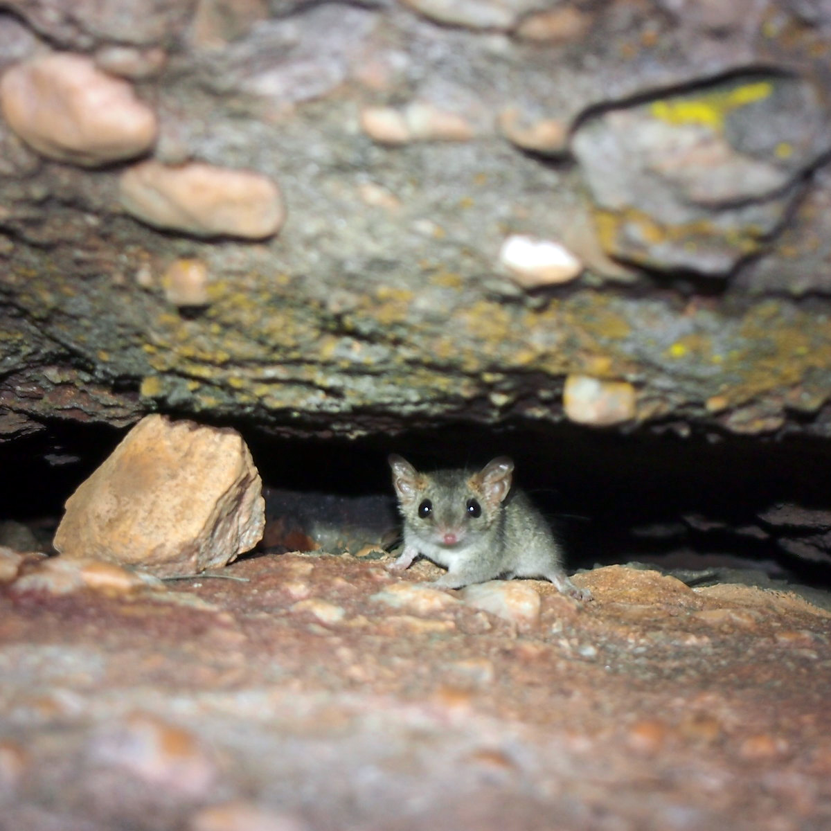 Пятнистоглазая сумчатая мышь (Antechinus bellus) Фото №4