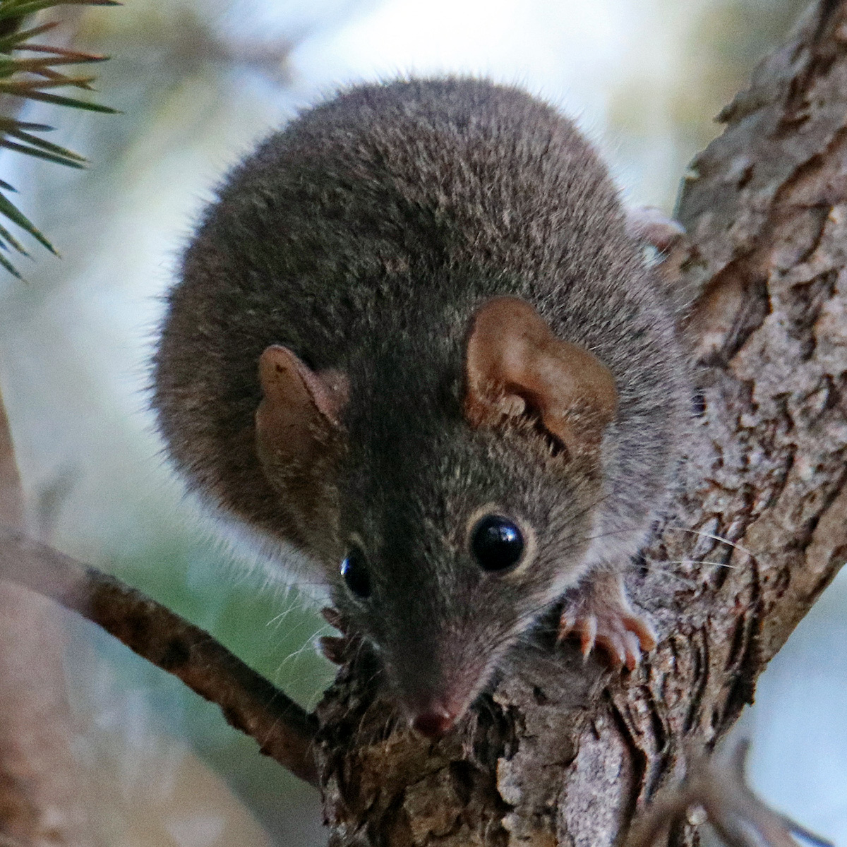 Желтоногая сумчатая мышь (Antechinus flavipes) Фото №10