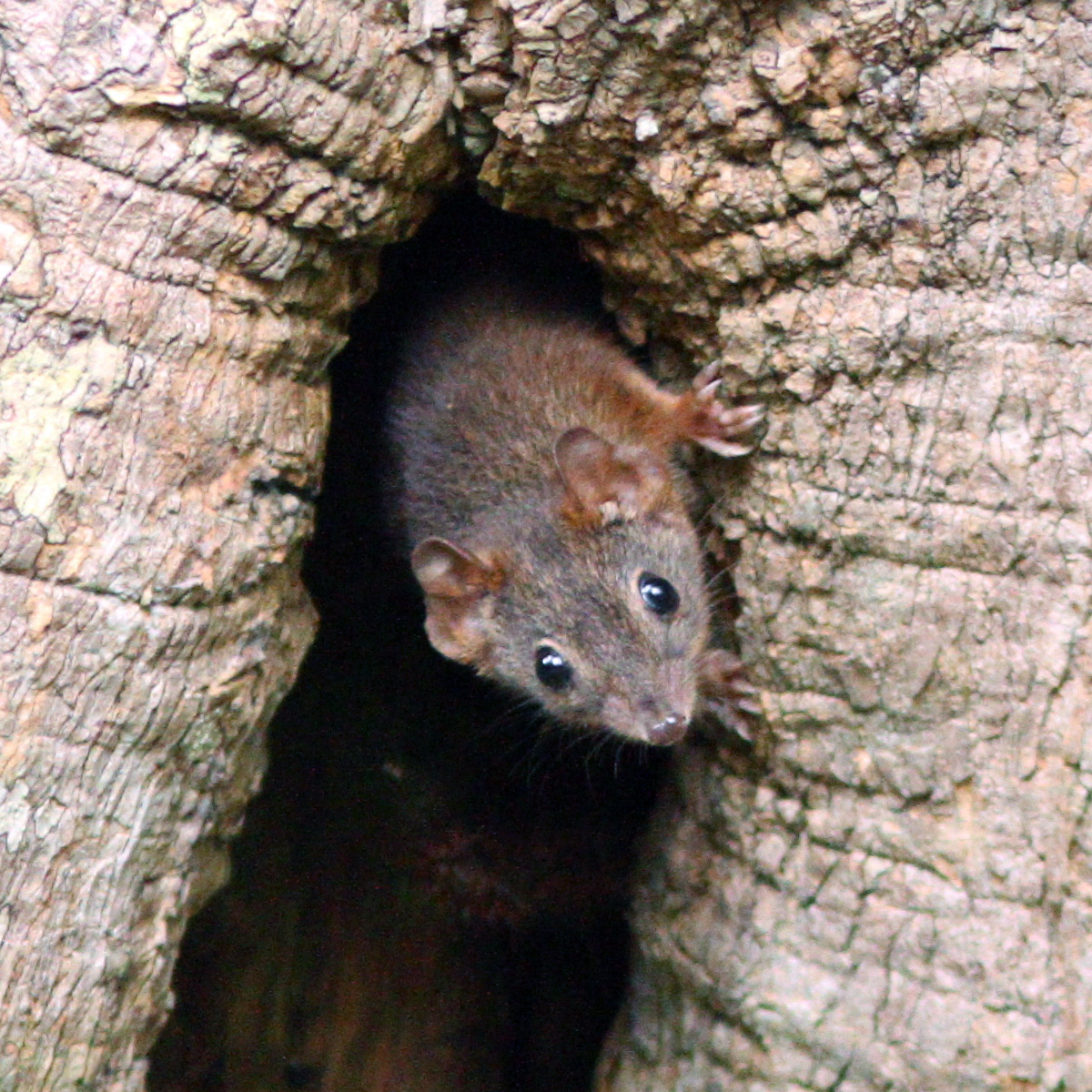 Желтоногая сумчатая мышь (Antechinus flavipes) Фото №9