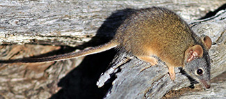 Antechinus flavipes flavipes