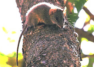 Antechinus flavipes leucogaster