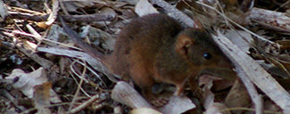 Antechinus flavipes rubeculus