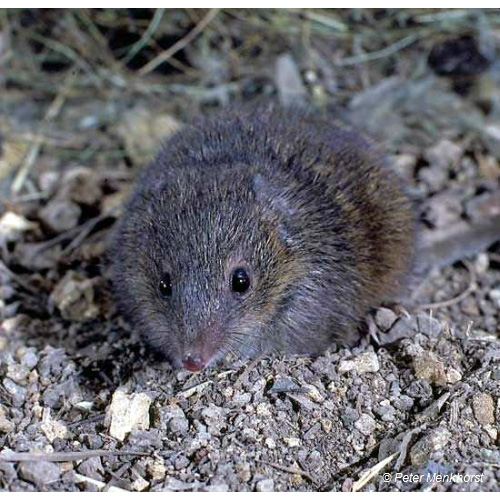 Малая сумчатая мышь (Antechinus minimus) Фото №10