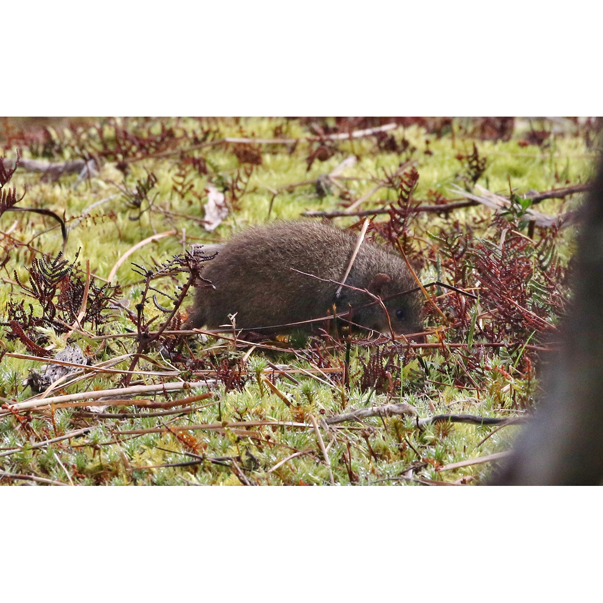 Малая сумчатая мышь (Antechinus minimus) Фото №9