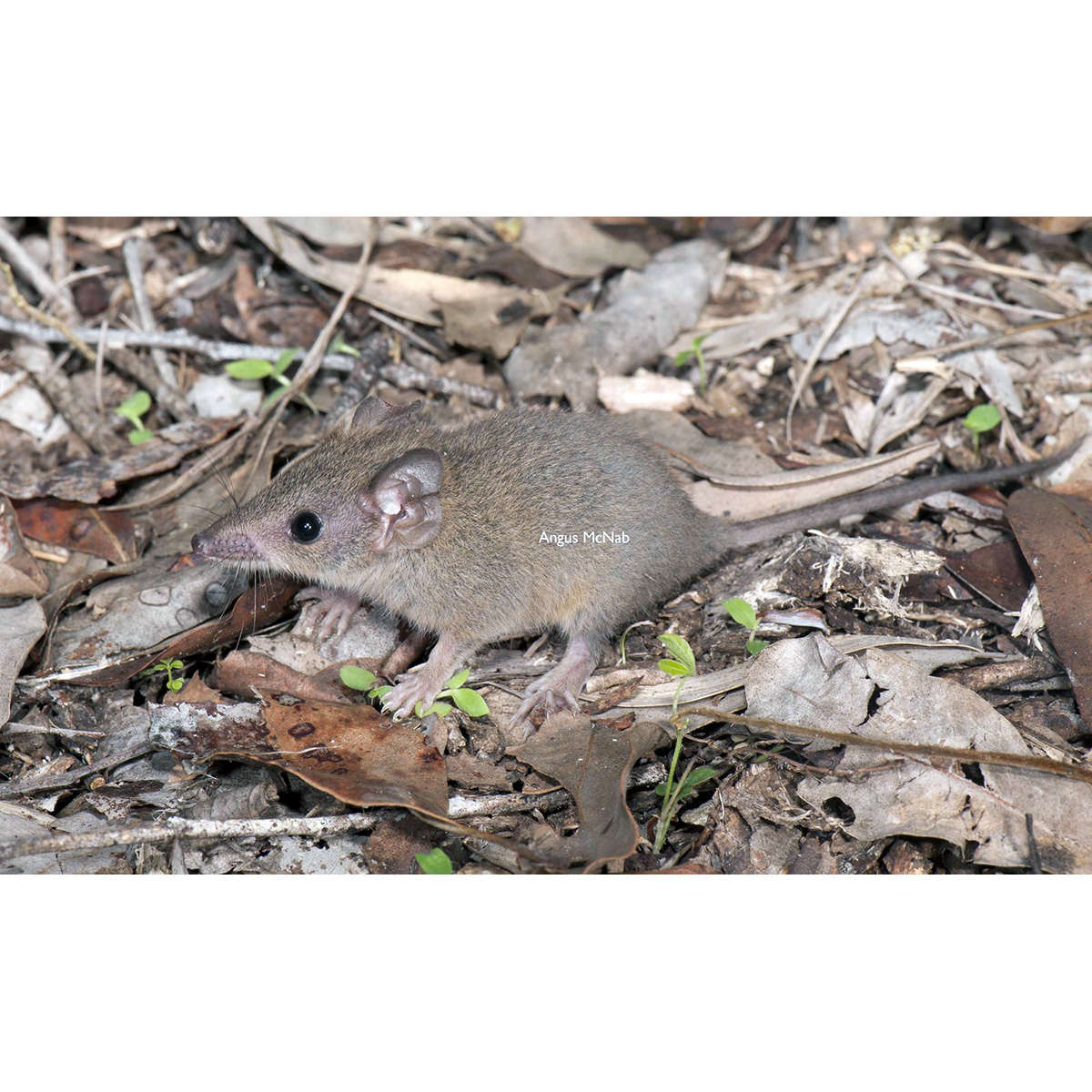 Buff-footed Antechinus (Antechinus mysticus) Фото №2