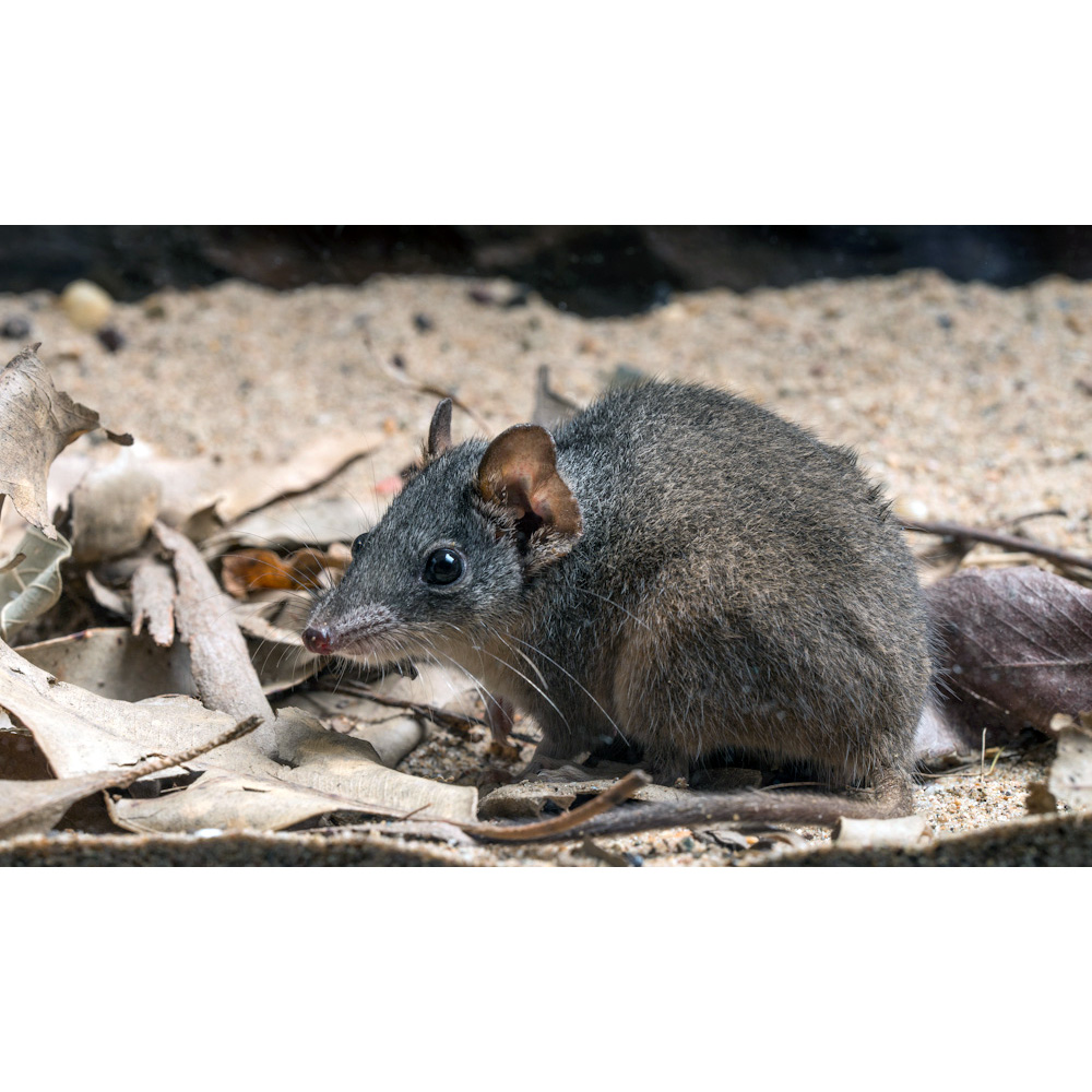 Buff-footed Antechinus (Antechinus mysticus) Фото №3