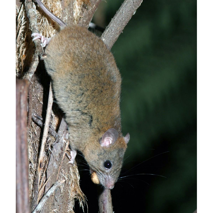 Buff-footed Antechinus (Antechinus mysticus) Фото №4