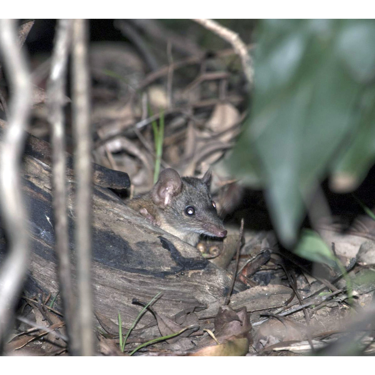 Buff-footed Antechinus (Antechinus mysticus) Фото №5