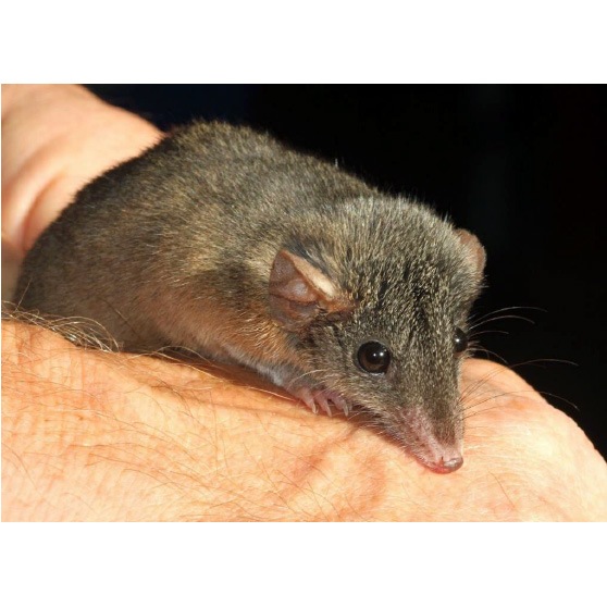 Buff-footed Antechinus (Antechinus mysticus) Фото №6