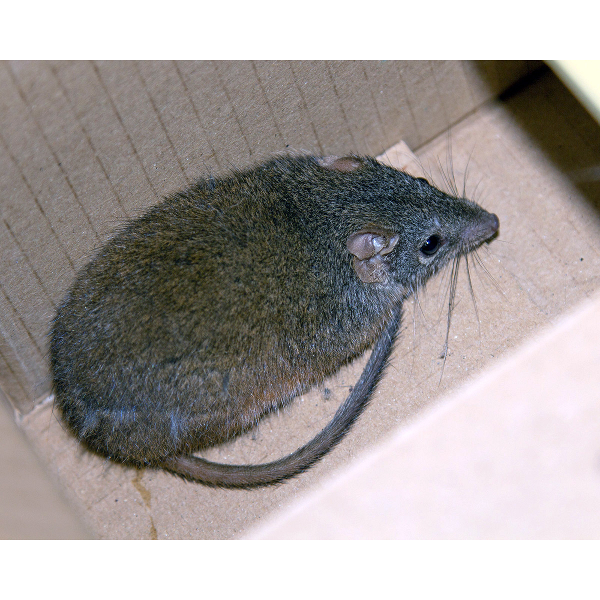 Subtropical Antechinus (Antechinus subtropicus) Фото №2