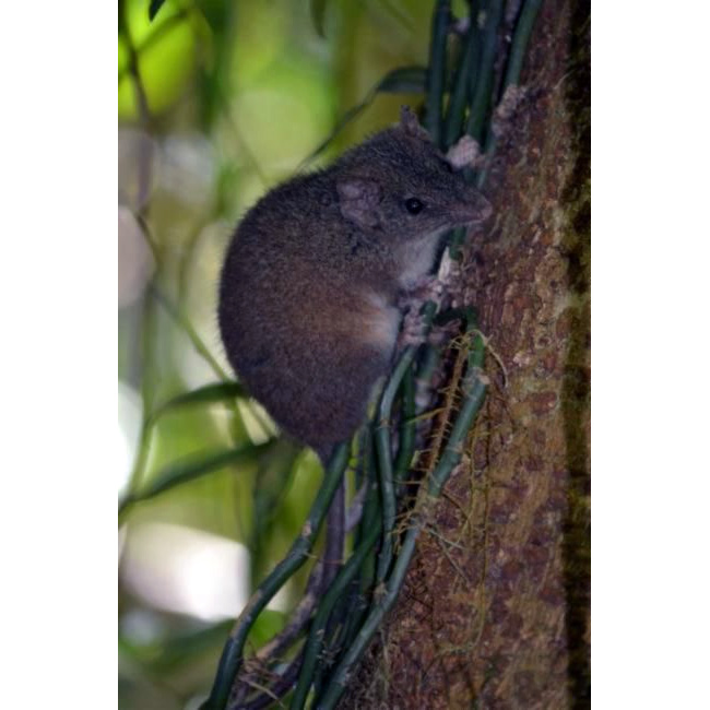 Subtropical Antechinus (Antechinus subtropicus) Фото №3