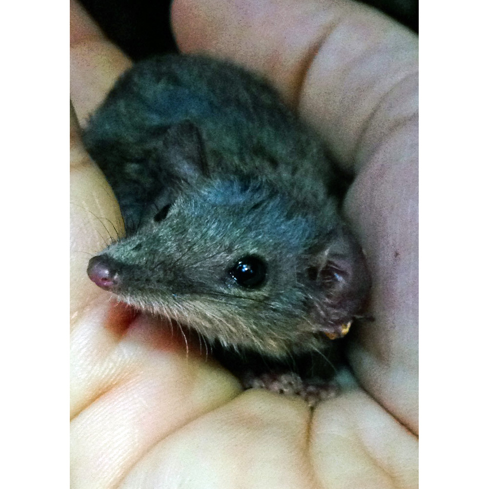 Subtropical Antechinus (Antechinus subtropicus) Фото №4