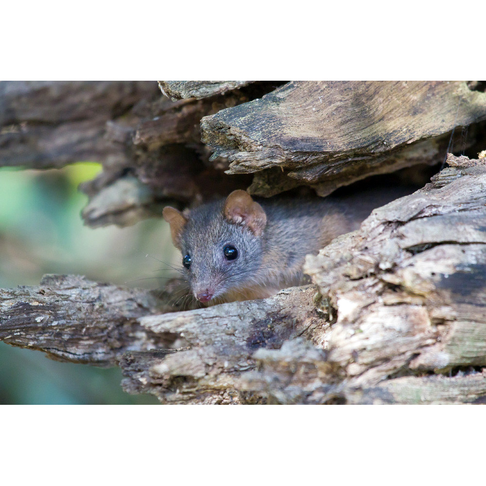 Subtropical Antechinus (Antechinus subtropicus) Фото №5