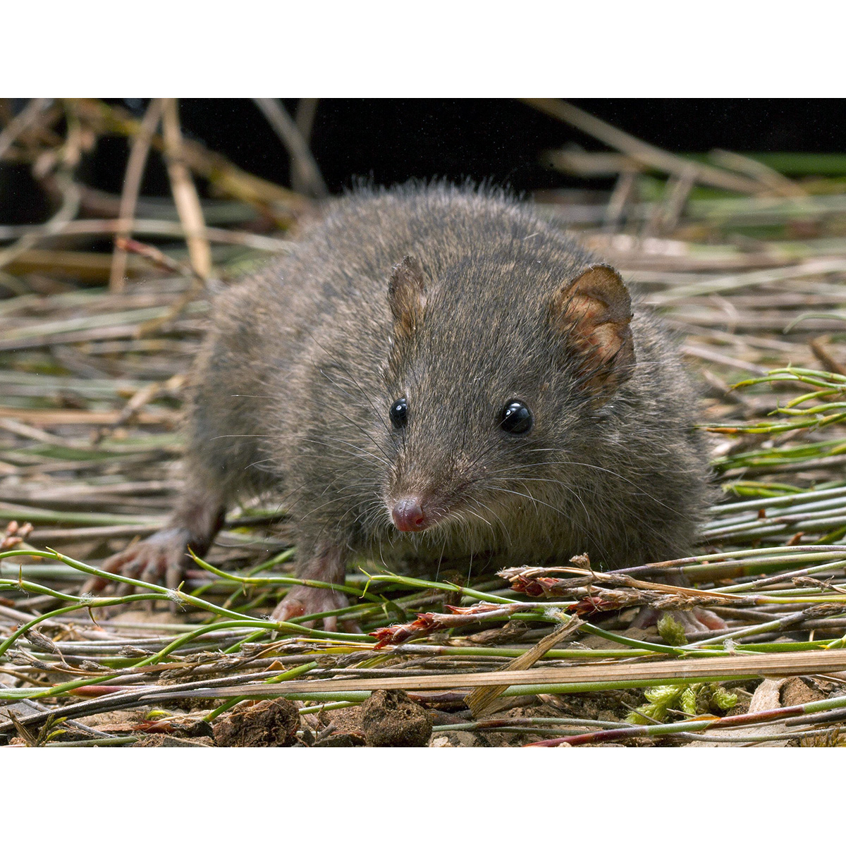Сумчатая мышь Свенсона (Antechinus swainsonii) Фото №8