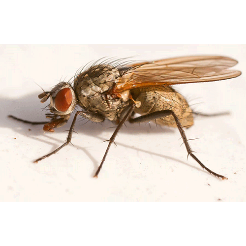 Семейство Anthomyiidae фото