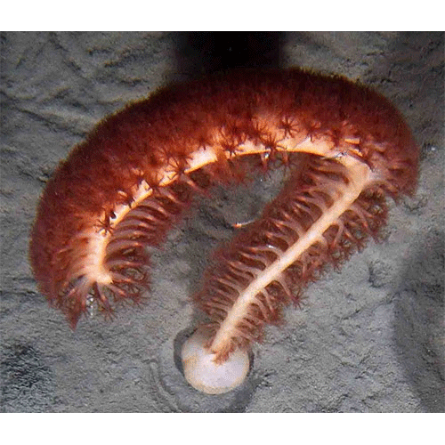 Семейство Anthoptilidae  фото