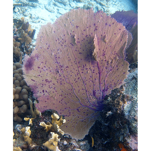 Семейство Anthothelidae  фото