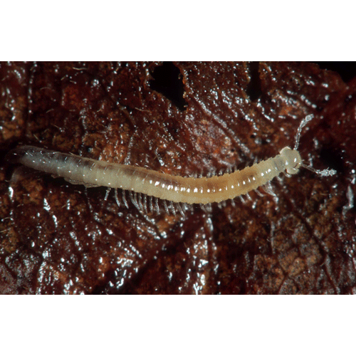 Семейство Anthroleucosomatidae фото