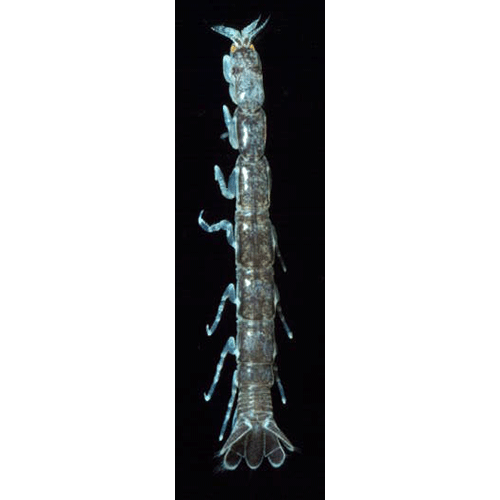Семейство Anthuroidea фото
