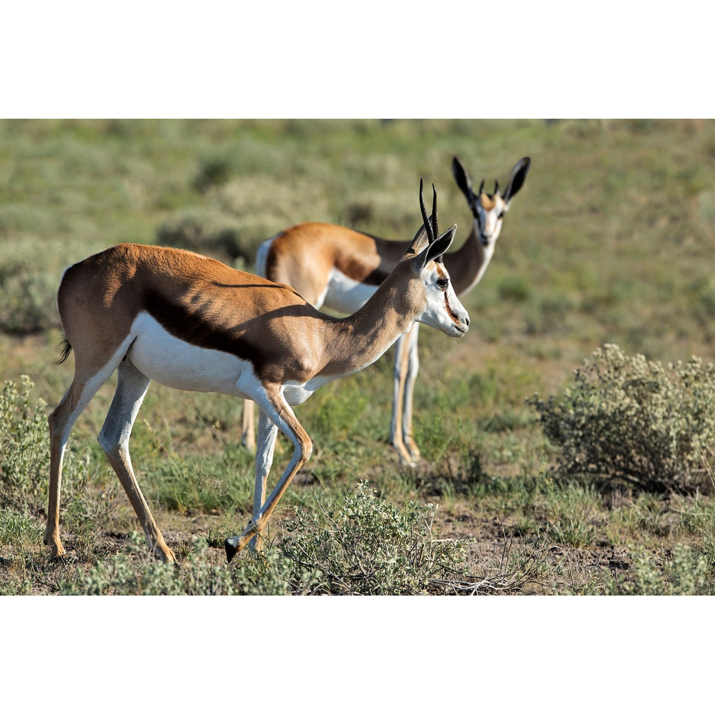Antidorcas marsupialis Фото №2