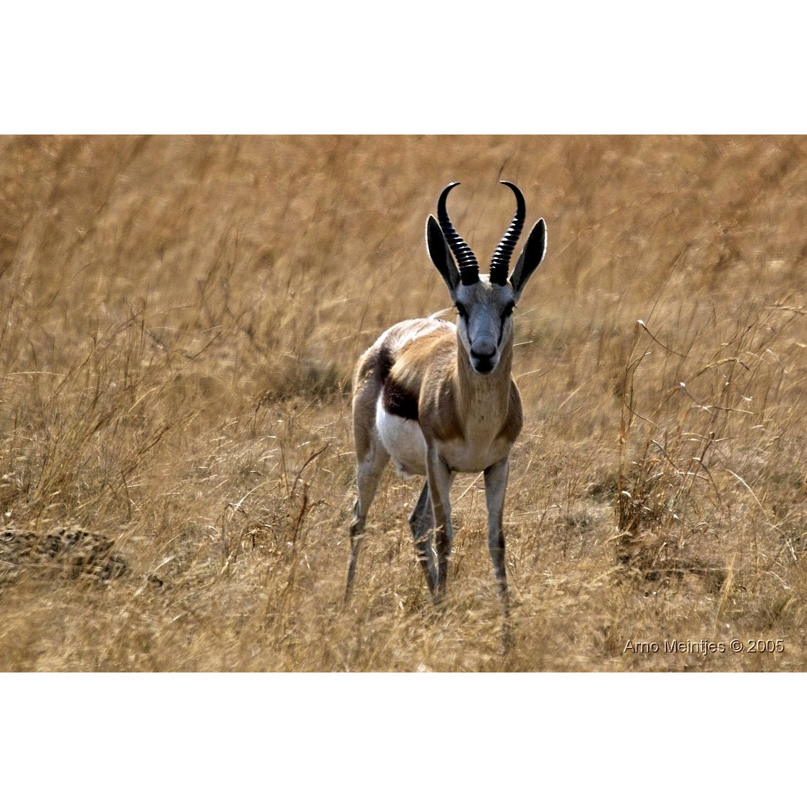 Antidorcas marsupialis Фото №4