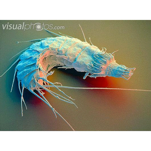 Семейство Antigomonidae  фото