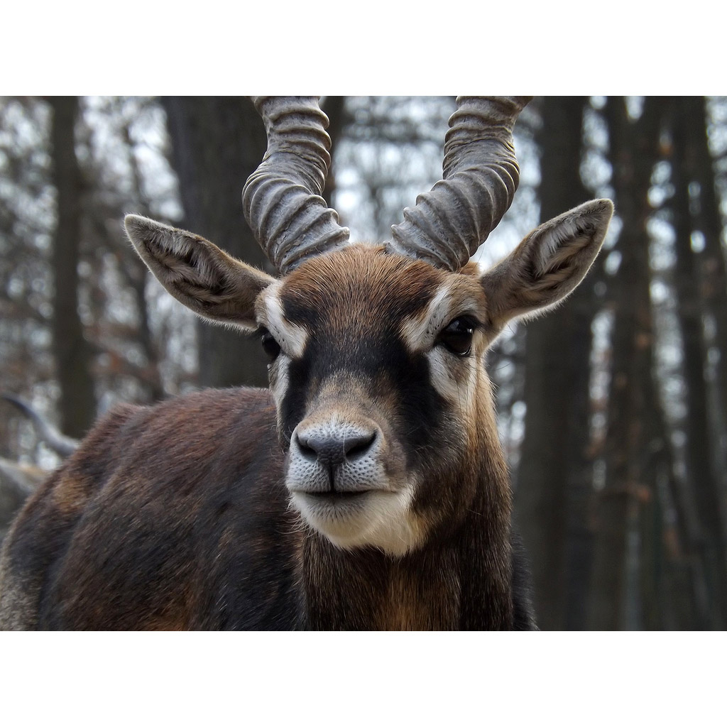 Antilope cervicapra Фото №5