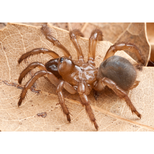 Семейство Antrodiaetidae фото
