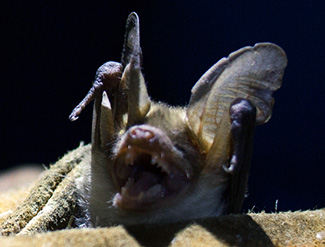 Antrozous pallidus obscurus