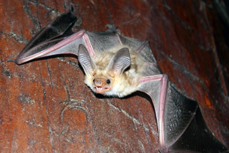Antrozous pallidus pallidus