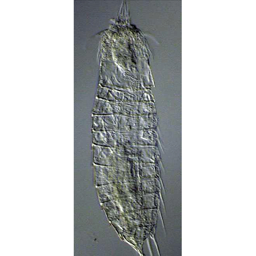 Семейство Antygomonidae  фото