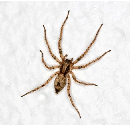 Семейство Anyphaenidae фото