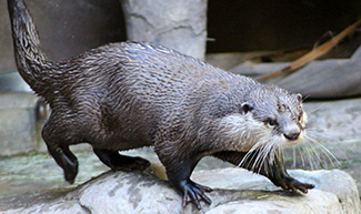 Aonyx capensis capensis