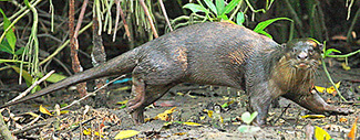 Aonyx cinereus cinereus