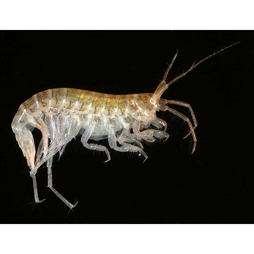 Семейство Aoridae фото