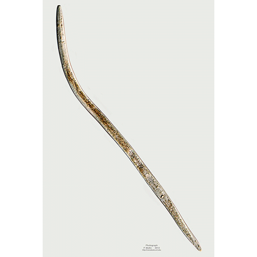 Семейство Aphelenchidae  фото